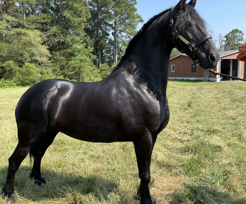 Our Broodmare Dahlia Sport