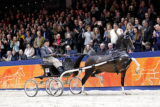Kwpn Stallion Hubert VDM