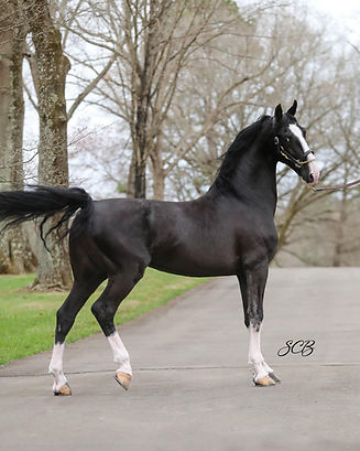 Kwpn Hackney/Dutch Stallion Geronimus aka Mo