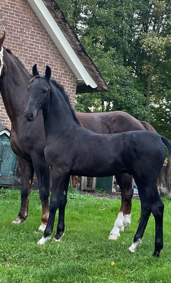 Ragnar